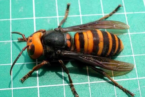 世界最厉害的十大蜂,虎头蜂上榜,第一的伤人次数最多