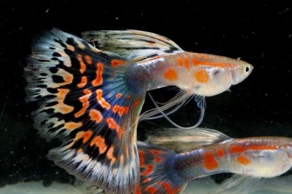 世界十大最美觀賞魚排行榜第一孔雀魚第三已有1700多年