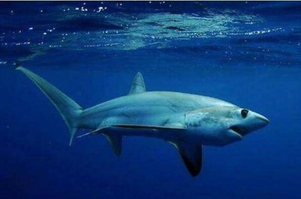 世界上十大最恐怖的鲨鱼大青鲨上榜第一也被称为噬人鲨