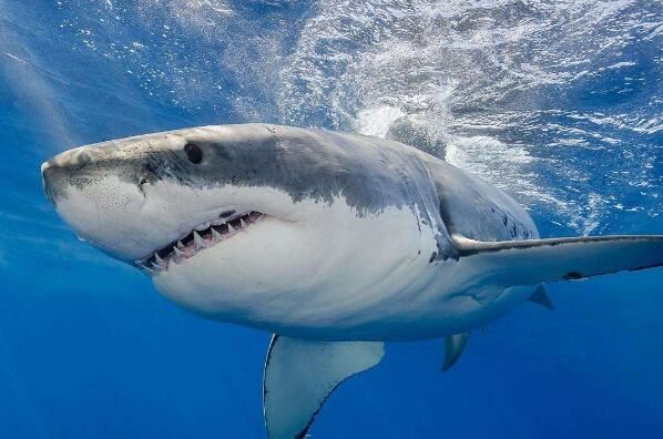 世界上十大最恐怖的鲨鱼大青鲨上榜第一也被称为噬人鲨