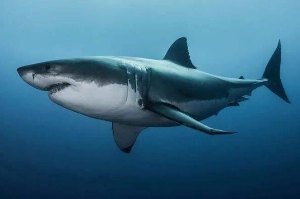 最强鲨鱼第一名图片
